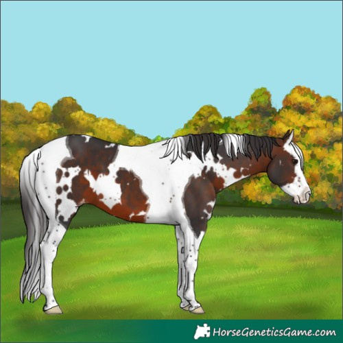Horse Color:White Spotted Brown Splash Tobiano Varnish