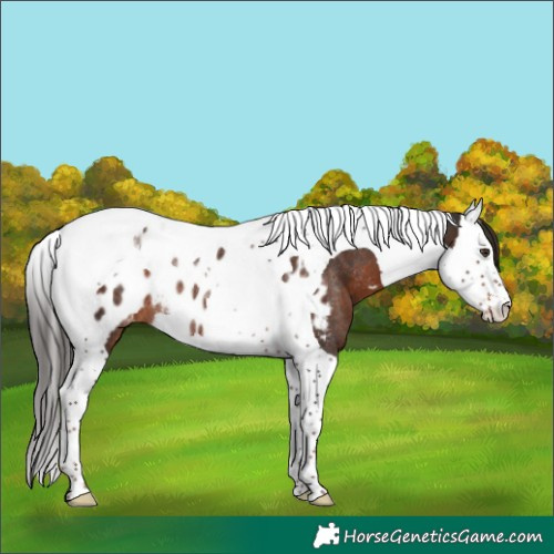 Horse Color:Liver Chestnut Splash Tobiano Appaloosa Rabicano 