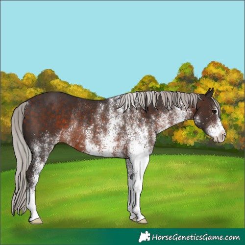 Horse Color:White Spotted Silver Brown Rabicano 