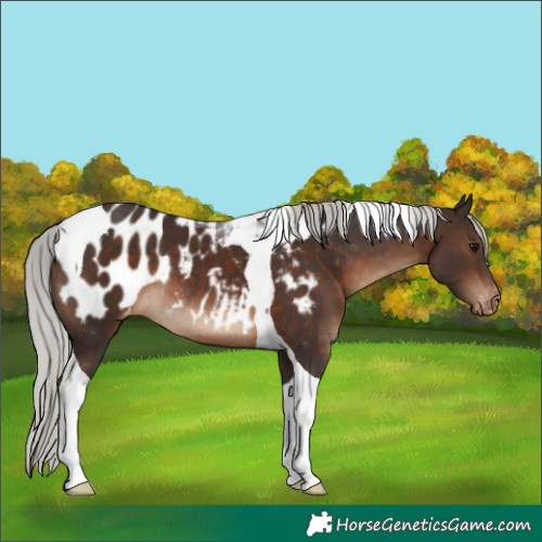 Horse Color:Silver Brown Tobiano Appaloosa Rabicano