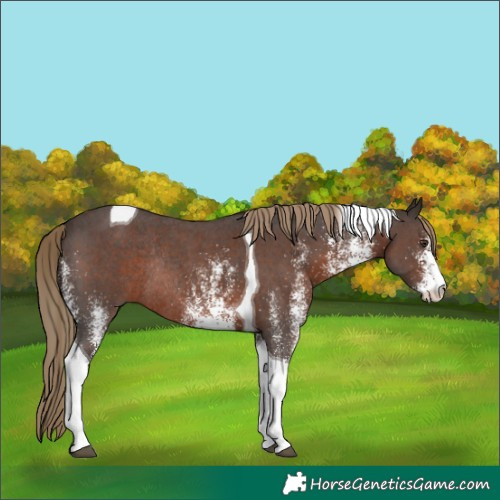 Horse Color:White Spotted Liver Chestnut Tobiano Rabicano 
