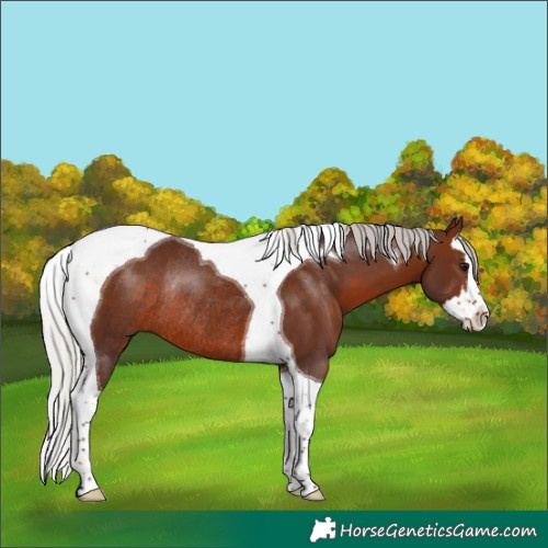 Horse Color:Silver Brown Splash Tobiano Rabicano 