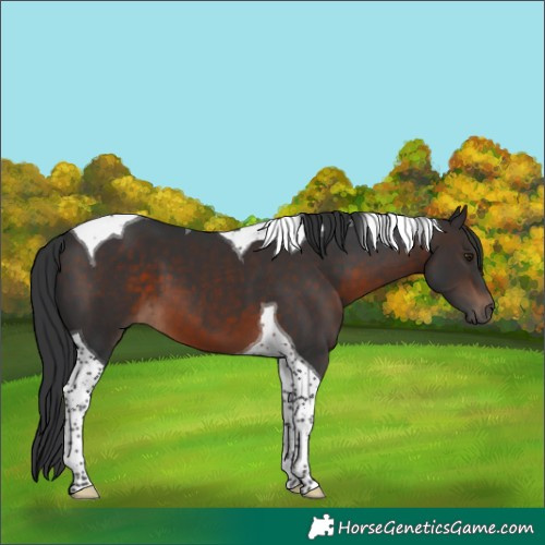 Horse Color:Brown Tobiano
