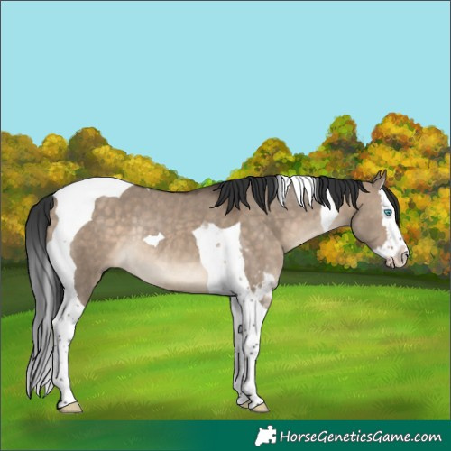 Horse Color:Brown Dun Splash Tobiano Rabicano