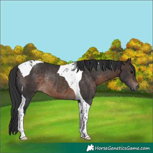 Horse Color:Brown Tobiano Rabicano 