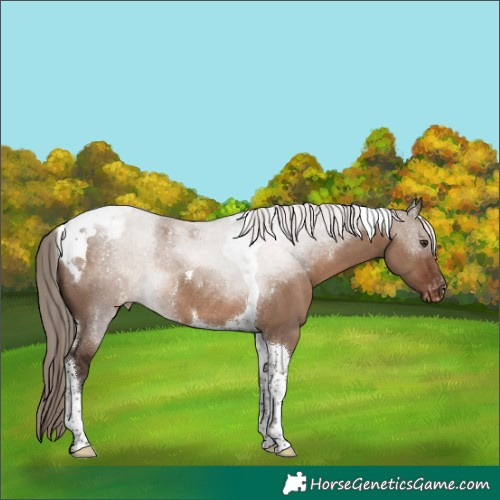 Horse Color:Liver Red Dun Tobiano Varnish Rabicano