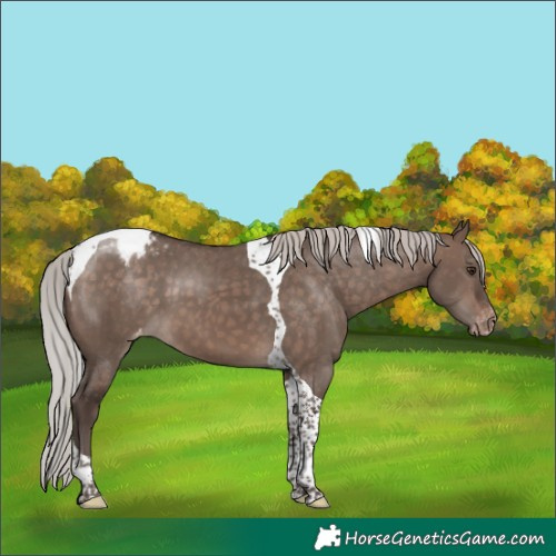 Horse Color:Silver Brown Dun Mushroom Tobiano Appaloosa 