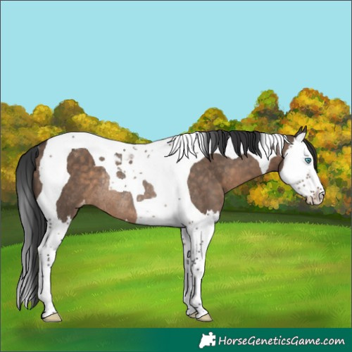 Horse Color:Brown Dun Splash Tobiano Varnish Rabicano 