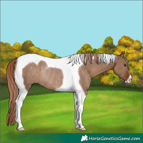 Horse Color:Liver Red Dun Tobiano Rabicano 