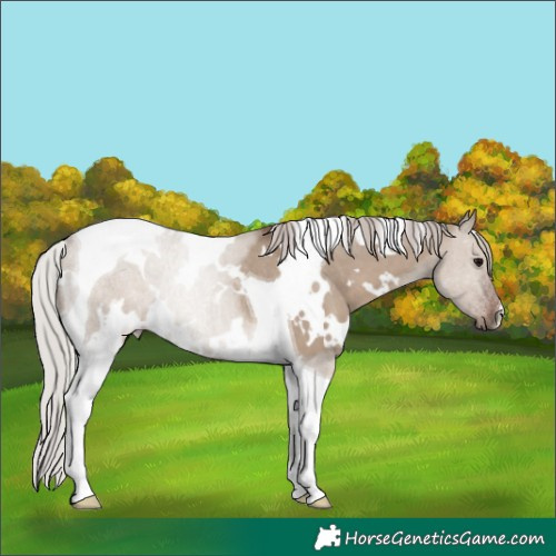 Horse Color:White Spotted Silver Grullo Tobiano Rabicano 