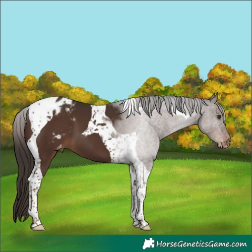 Horse Color:Liver Chestnut Tobiano Varnish