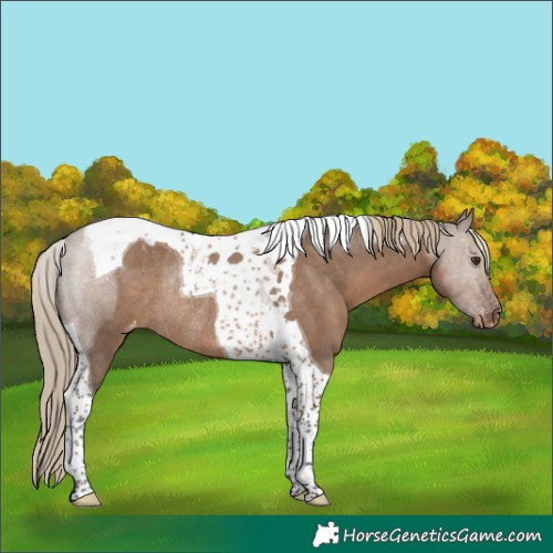 Horse Color:Liver Red Dun Tobiano Varnish Rabicano