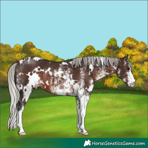 Horse Color:White Spotted Silver Brown Rabicano