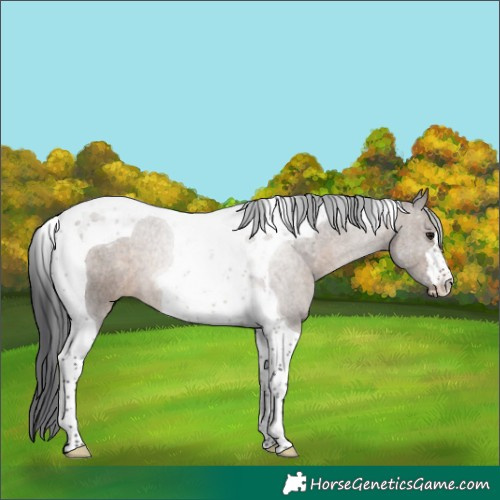 Horse Color:Brown Dun Tobiano 