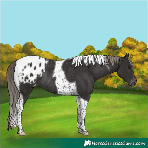 Horse Color:Liver Chestnut Tobiano Blanket Rabicano 