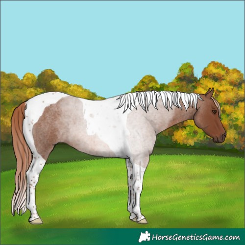 Horse Color:Red Roan Tobiano Rabicano
