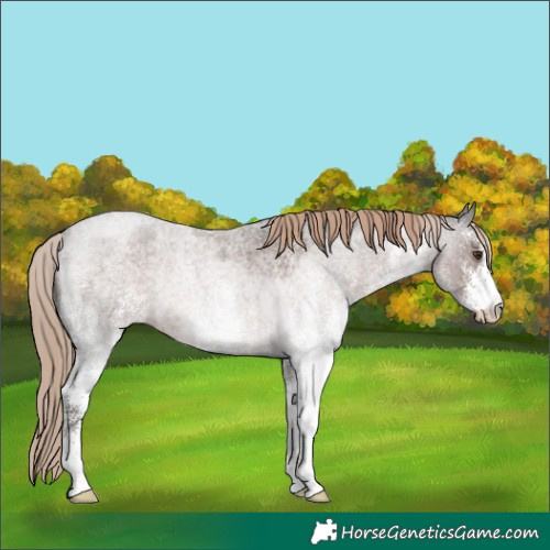 Horse Color:White Spotted Liver Red Roan Rabicano