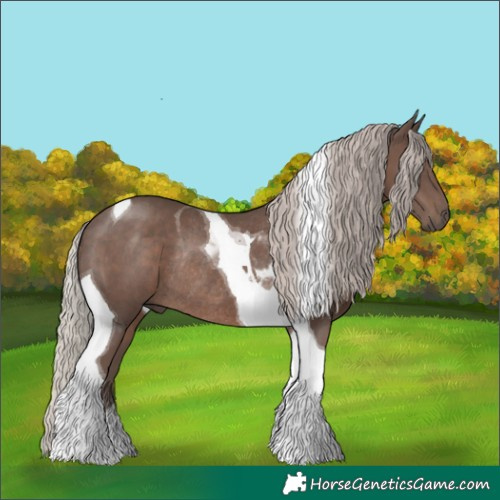Horse Color:Silver Black Tobiano Rabicano 