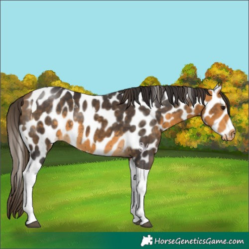 Horse Color:Buckskin Tobiano Appaloosa 