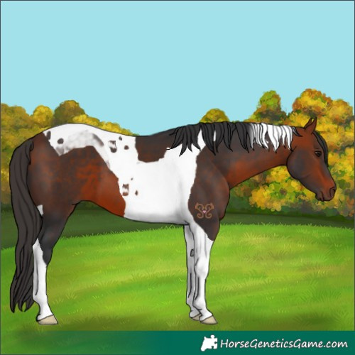 Horse Color:Bay Tobiano