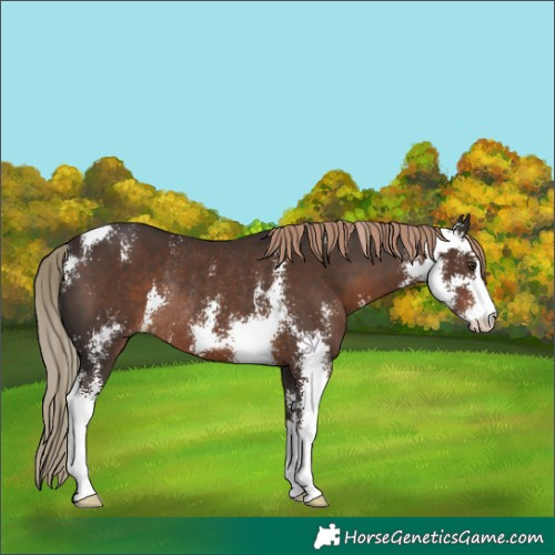 Horse Color:Liver Chestnut Sabino Rabicano
