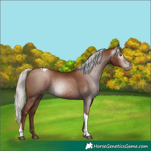 Horse Color:Gray Silver Black Pearl Tobiano