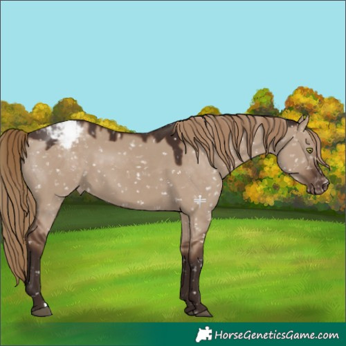 Horse Color:Liver Red Dun Appaloosa