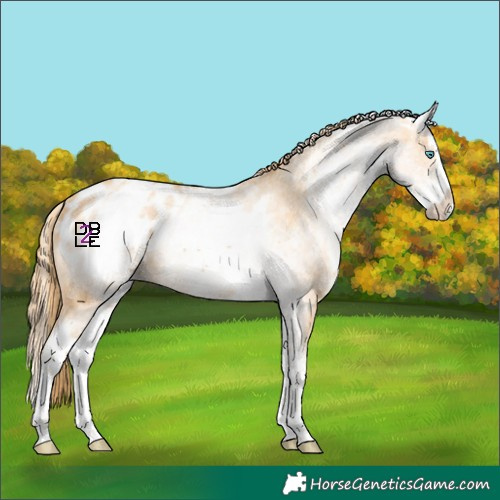 Horse Color:White Spotted Gold Champagne Splash Appaloosa