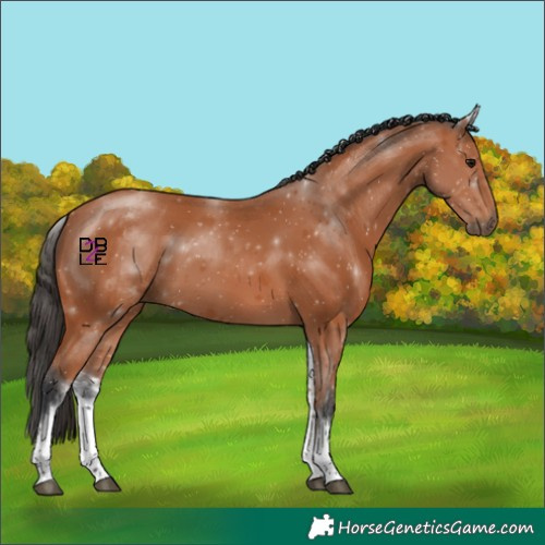 Horse Color:White Spotted Bay 