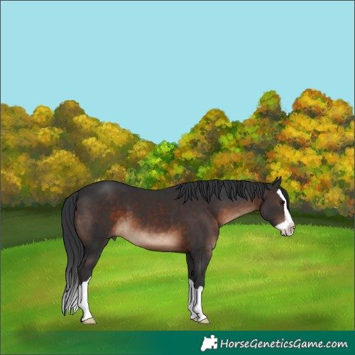 Horse Color:Brown Splash 