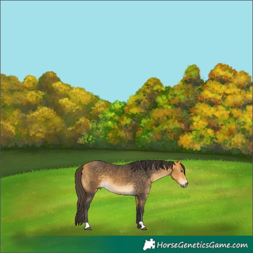 Horse Color:Buckskin