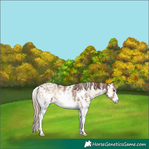 Horse Color:Red Onyx Sabino Varnish 