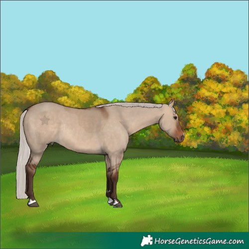 Horse Color:Silver Brown Dun Rabicano