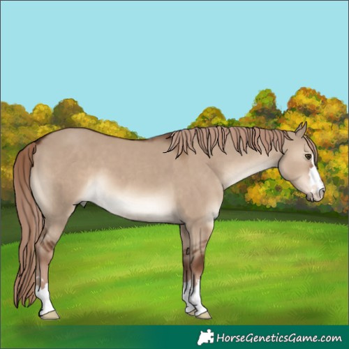 Horse Color:Liver Red Dun 