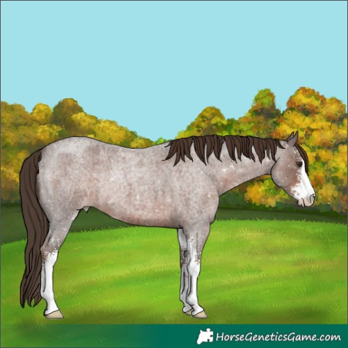 Horse Color:Liver Red Roan Sabino