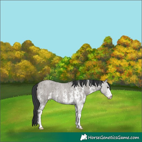 Horse Color:Grullo Roan Sabino Rabicano