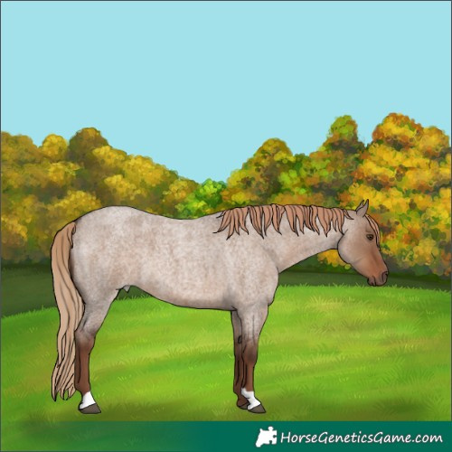 Horse Color:Liver Red Dun Roan 