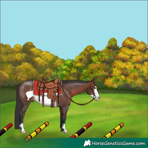 Horse Color:Brown Frame Rabicano