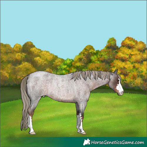 Horse Color:Liver Red Roan Rabicano 