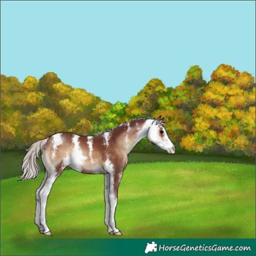 Horse Color:Chocolate Silver Brown Onyx Sabino 