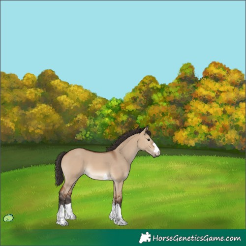 Horse Color:Unknown 