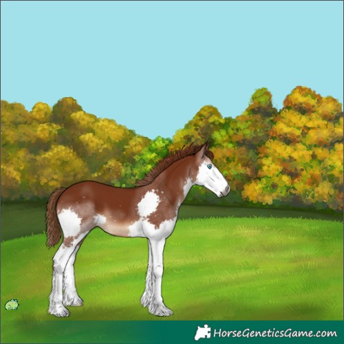 Horse Color:Unknown 