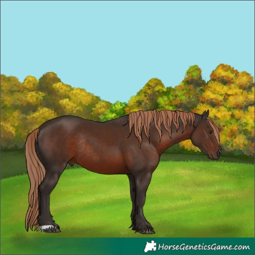 Horse Color:Liver Chestnut Rabicano