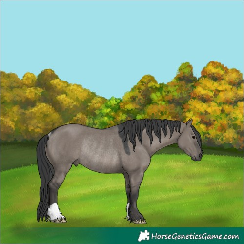 Horse Color:Grullo Mushroom Rabicano 