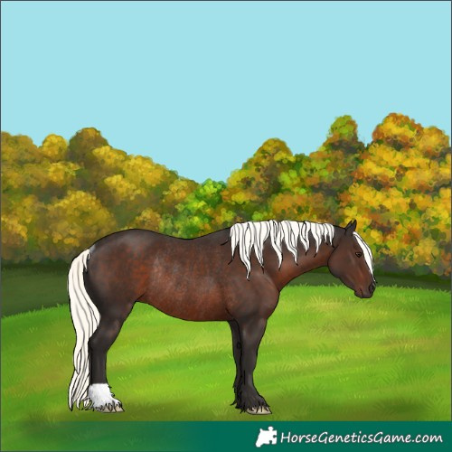 Horse Color:Liver Chestnut Mushroom Rabicano
