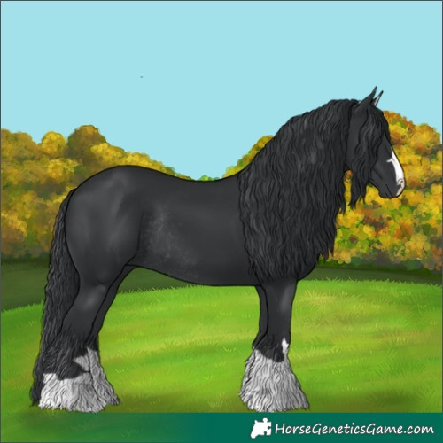 Horse Color:Black Rabicano