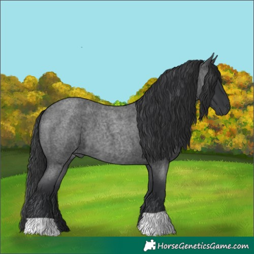 Horse Color:Blue Roan