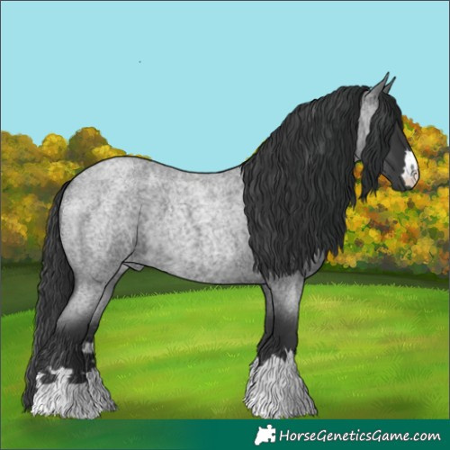 Horse Color:Blue Roan