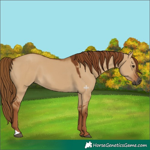 Horse Color:Gray Red Dun 