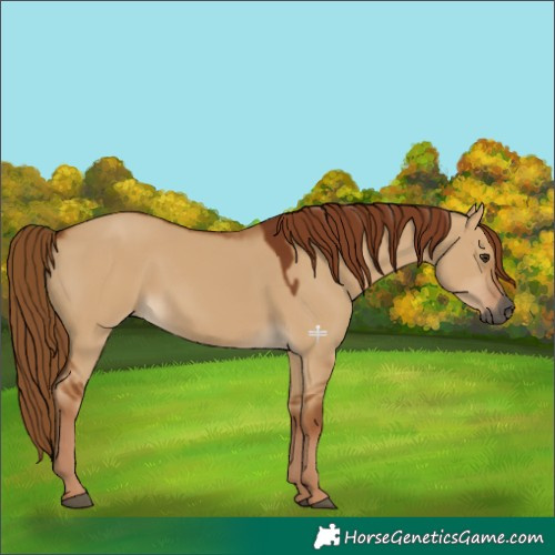 Horse Color:Gray Red Dun 